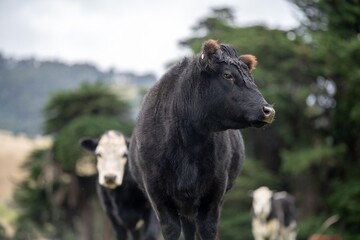 Fototapeta premium Sustainable cows in a meadow. Portrait of a cow in a field
