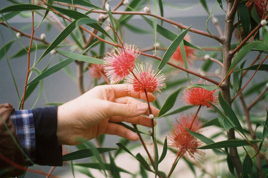 Caucasian women holding hakea flower in hand