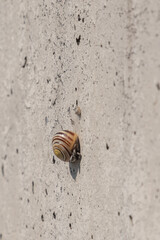 Schnecke an einer Betonmauer
