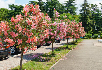 Beautiful Pink Oleander flower (Nerium oleander). Blossom of Nerium oleander flowers tree. Pink flowers on shrub in city center of resort town Sochi. Toxic in all its part. - obrazy, fototapety, plakaty