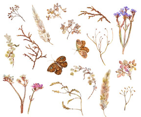 Set of dried flowers, twigs and butterflies painted in watercolor, isolated - 624792251