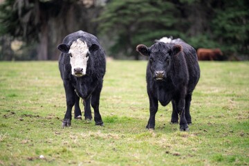 Sustainable cows in a meadow. Portrait of a cow in a field