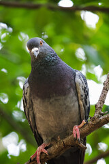 Pigeon looking in a camera tilting head