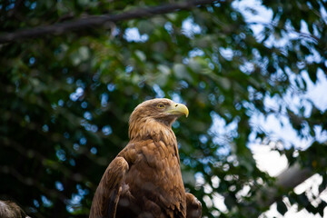 White-tailed eagle sitting on the branch