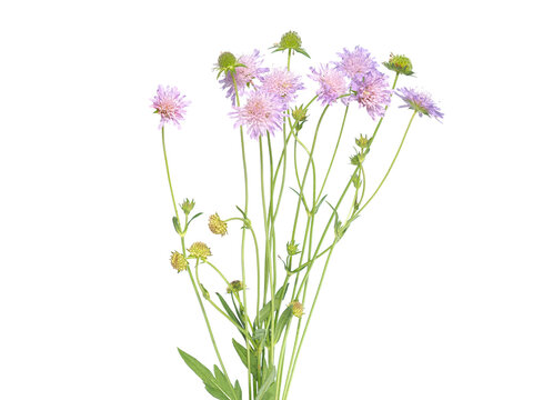 Pink flowers of shining scabious plant isolated on white