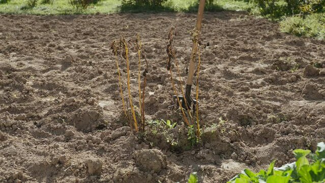 Tall withered potato bush on farmer plantation with dug up ground on sunny day. Shovel comes from nowhere and sticks into soil. Concept of preparation for farming and harvesting.
