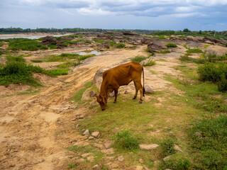 The big brown   cow in the Meadow beside the river.