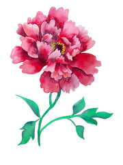 Watercolor flower illustration. On white bakcground