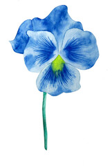 Watercolor blue Orchid, handmade, isolated, white background