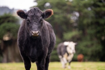 Sustainable cows in a meadow. Portrait of a cow in a field