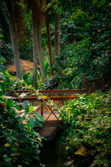 jungle bridge