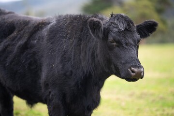 Sustainable cows in a meadow. Portrait of a cow in a field