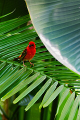 bird on a leaf