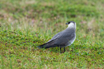 Parasitic jaeger (Stercocarius parasiticus)
