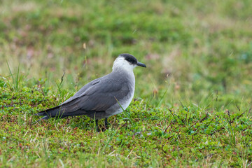 Parasitic jaeger (Stercocarius parasiticus)