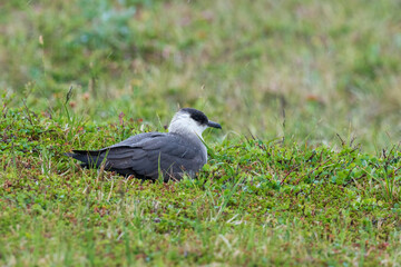 Parasitic jaeger (Stercocarius parasiticus)