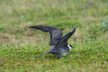 Parasitic jaeger (Stercocarius parasiticus)