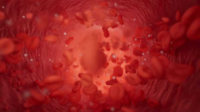 Inside Blood Vessel. Blood Stream inside Artery. Erythrocytes, Lymphocytes and Thrombocytes flow animation