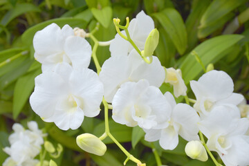Fototapeta na wymiar white orchid blooming in city Bangkok Thailand and travel 