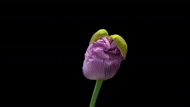 Macro time lapse blooming opium poppy (Papaver somniferum) flower, isolated on pure black background