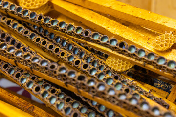 Opened queen cells full with royal jellies.