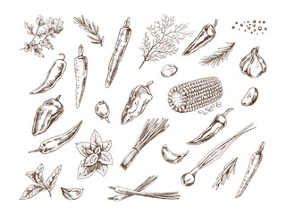 A set of hand-drawn sketches of  herbs, vegetables  and seasonings. For the design of the menu of restaurants and cafes. Doodle vintage illustration.