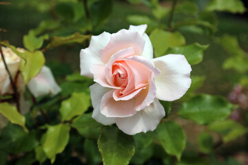 Closeup of a Chandos Beauty Rose bud, Devon England

