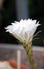 Closeup of a white flower on an Echinopsis cactus, Somerset, England
