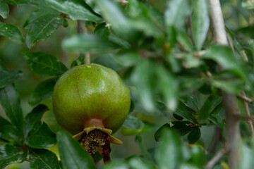 Unripe pomegranate fruit among the foliage close up