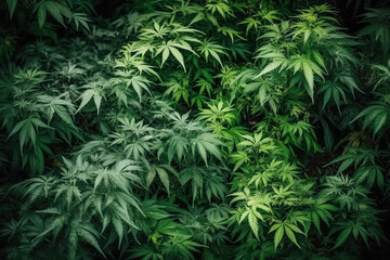 flowering cannabis bushes of medical marijuana on legal farm. Generative AI illustration