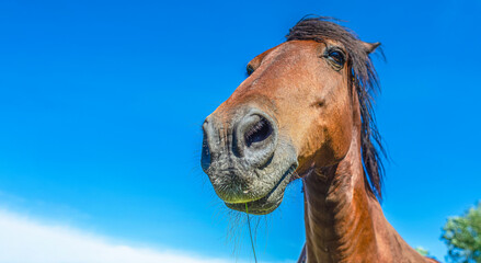 Portrait of the head of a brown horse against a blue sky. Wide Angle Camera