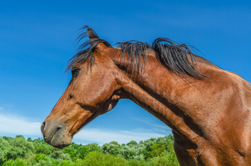 Obraz premium Portrait of the head of a brown horse against a blue sky. Wide Angle Camera