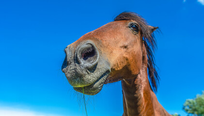Portrait of the head of a brown horse against a blue sky. Wide Angle Camera