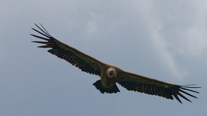 Vautour fauve - Gyps fulvus