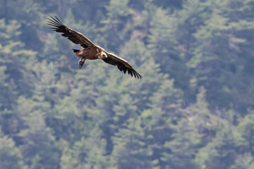 Vautour fauve - Gyps fulvus