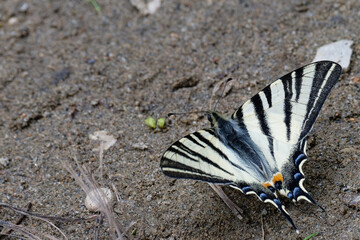 Flambé - Iphiclides podalirius - lépidoptères