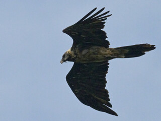 Gypaète barbu - Gypaetus barbatus - vautours 