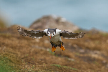 Puffin (Fratercula arctica) landing the coast of Skomer Island off the coast of Pembrokeshire in Wales, United Kingdom