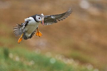 Puffin (Fratercula arctica) landing the coast of Skomer Island off the coast of Pembrokeshire in Wales, United Kingdom