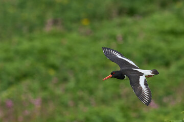 Oystercatcher (Haematopus ostralegus) in flight over grassland on Skomer Island in Pembrokeshire, Wales