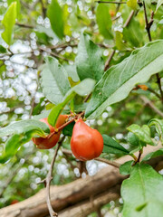 Pomegranate flower