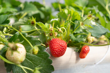 Fresh ripe red and unripe green strawberries growing on strawberry farm in greenhouse.