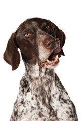 German shorthair dog sitting isolated on white and licks his mouth