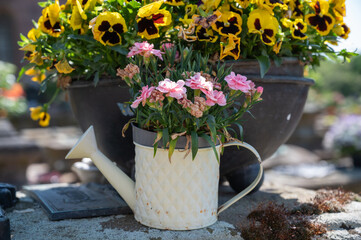 Gießkanne mit Blumen vor Blumenschale