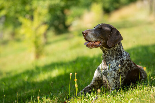 German shorthair dog in nature background