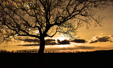 Tree silhouette in sunset sky landscape - 624810814