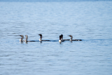 black-throated diver,Gavia arctica, 