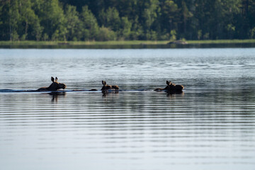Moose family swimming
