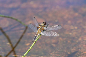 Dragonfly on finnisch lake