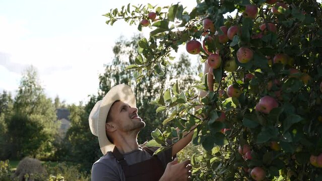Middle aged gardener in hat walks up to apple tree, picking ripe apple on sunny autumn day. Fruit tree with bountiful harvest of fruits. Successful man is pleased, looks at apple with smile.